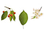create custom botanical illustrations